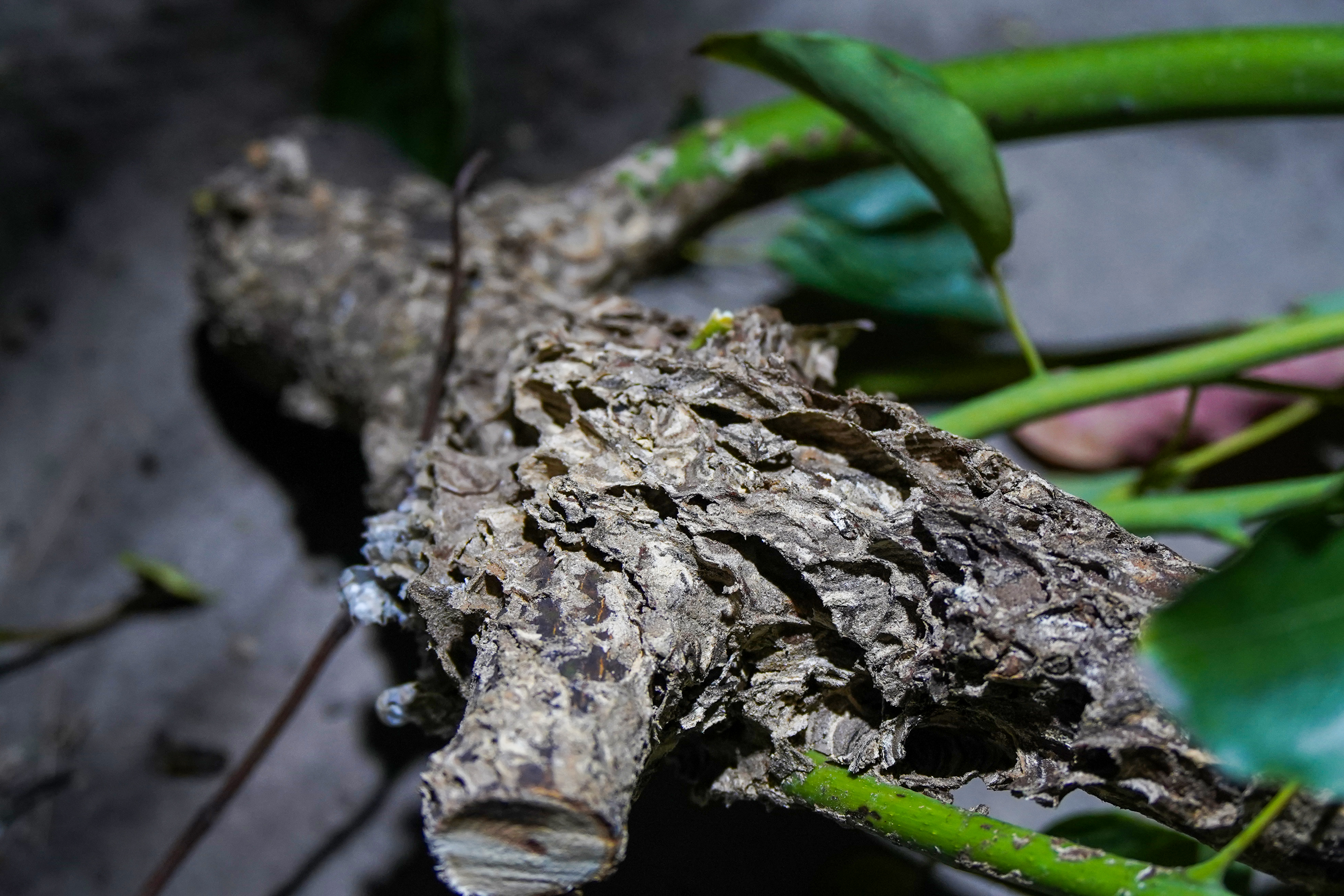 馬蜂窩在幼兒園門口安營紮寨一張網眾多格來相幫