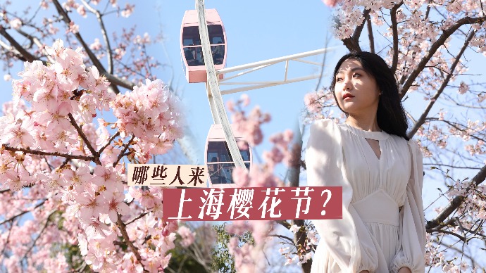 上海樱花节开幕，赏樱打卡人气高
