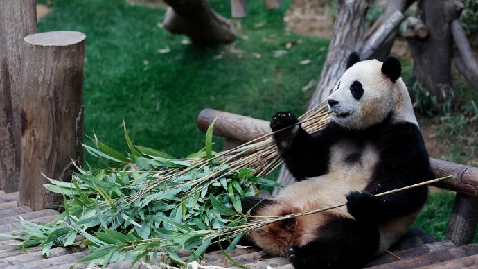 旅韩大熊猫福宝将于四月回国