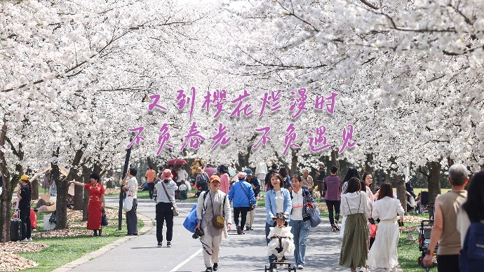 又到樱花烂漫时，不负春光，不负遇见