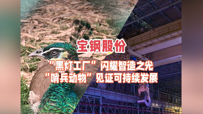 高质量发展调研行｜宝钢股份：“黑灯工厂”闪耀智造之光，“哨兵动物”见证可持续发展