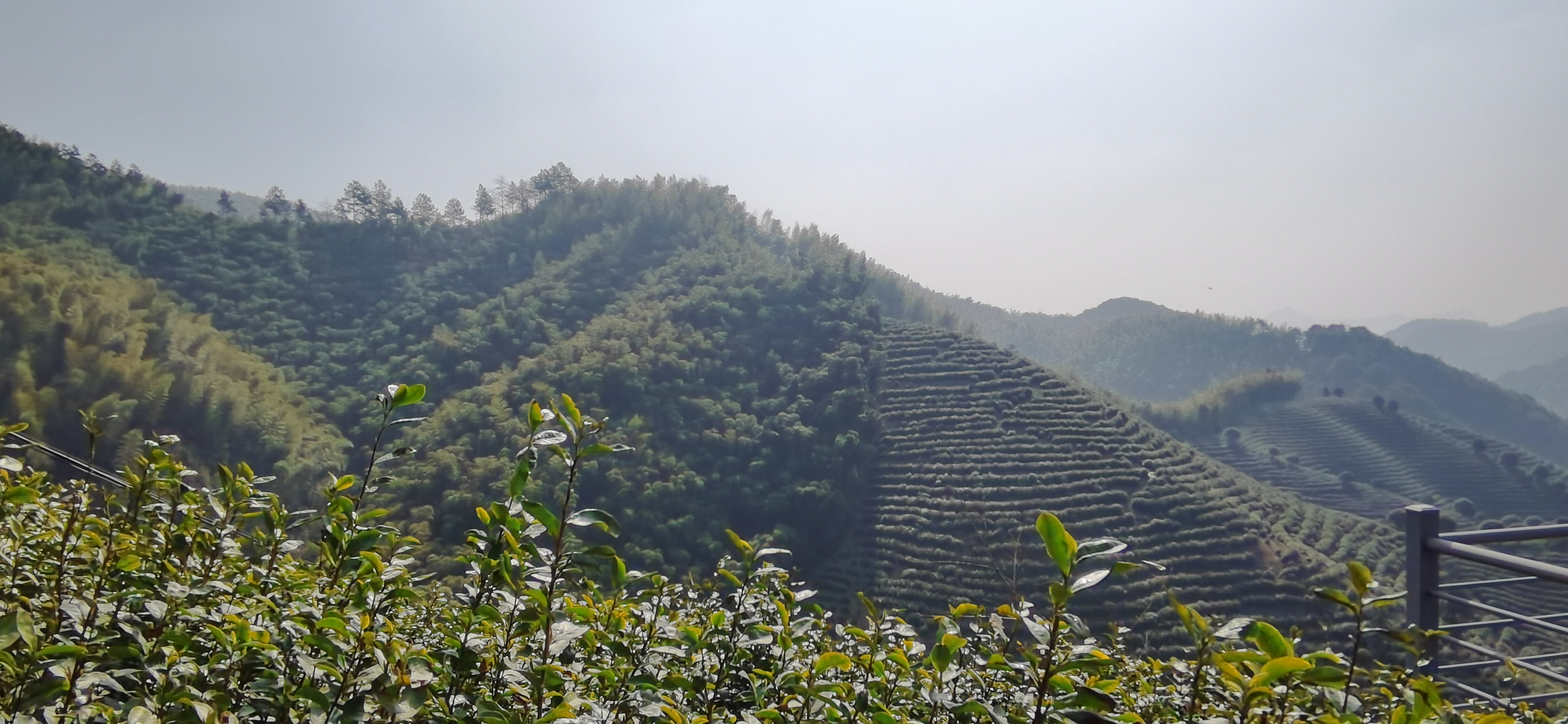 唤醒春茶杭州径山喊山啦
