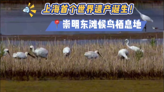 上海首个世界遗产诞生——崇明东滩候鸟栖息地