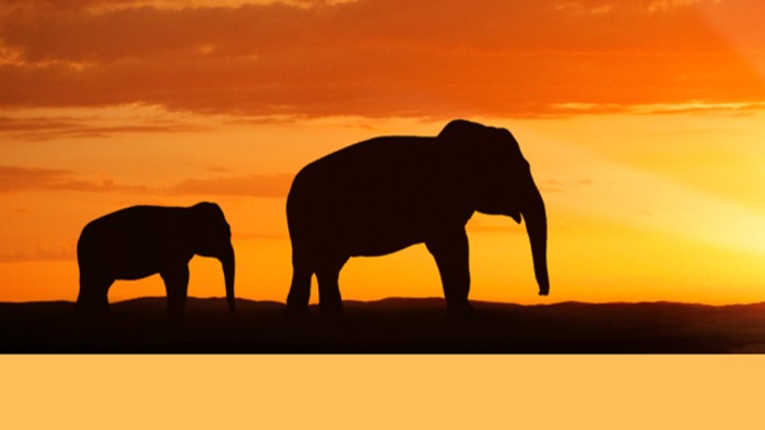 习近平用典｜中非那些相融相通的谚语典故