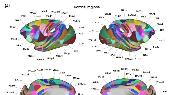 中国科学家绘制多模态、跨尺度全新猕猴脑网络组图谱