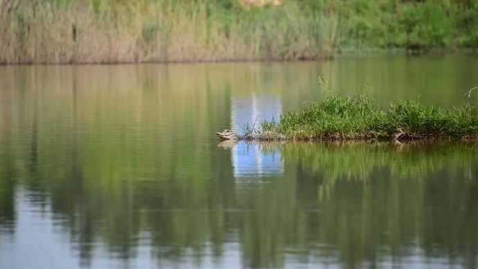 关于“活化石”扬子鳄！安徽建立首个国家级自然保护区生态环境与资源保护协作机制