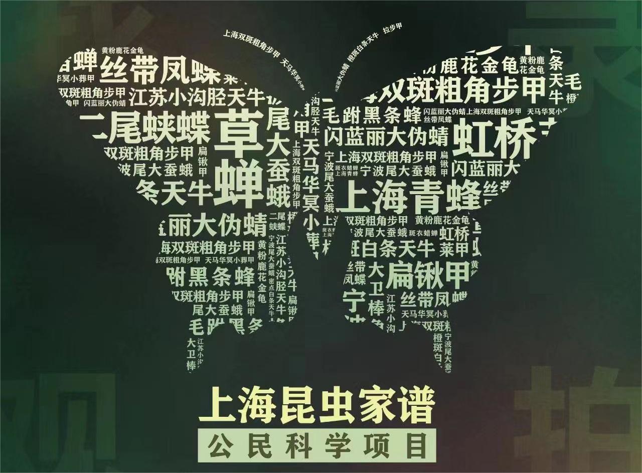 上海有一群为昆虫写家谱的人一年收获6000多条数据新记录数翻倍