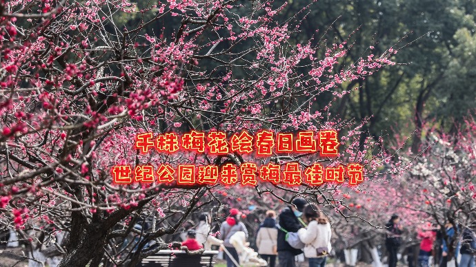 千株梅花绘春日画卷，世纪公园迎来赏梅最佳时节