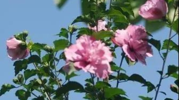 它是每年开花时间最长的家乡树种，没有之一 | 褚半农