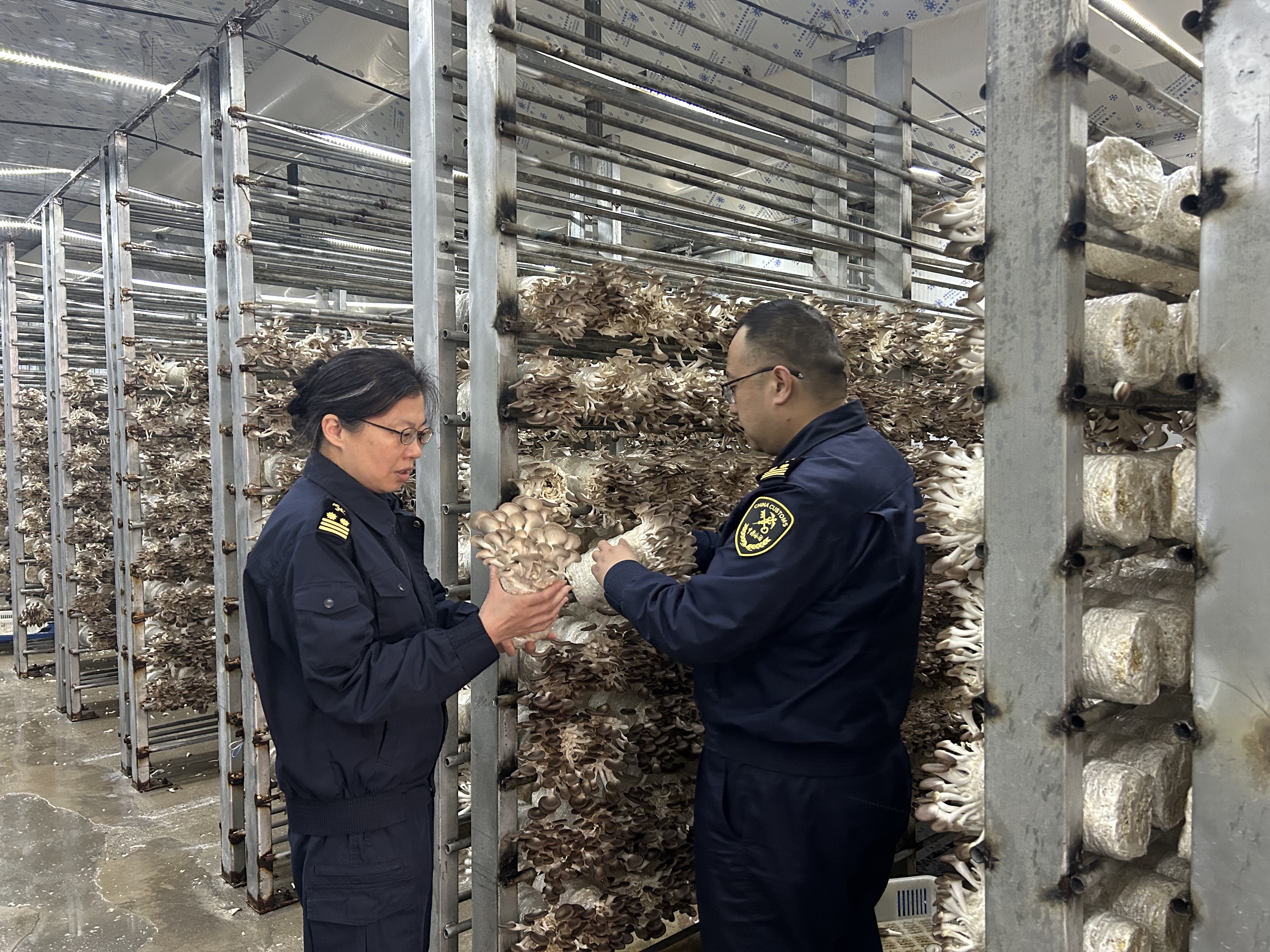 这个区的食用菌首次出口共建"一带一路"国家