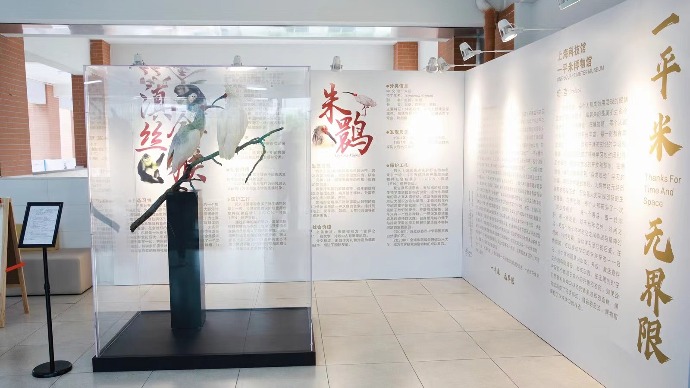 “朱鹮”“金丝猴”成邻居，上海多所校园开辟“一平米博物馆”
