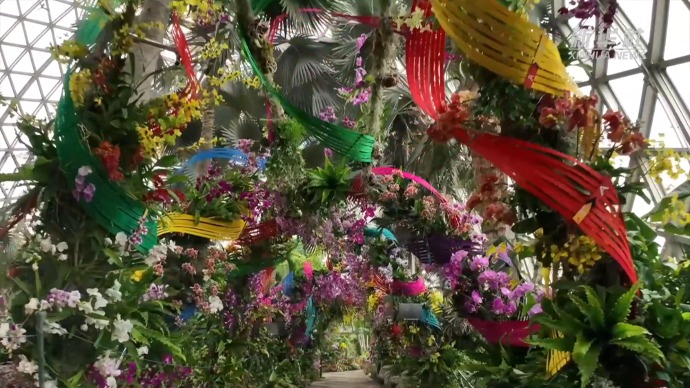 文化中国行｜上海：“自然+科技”展现兰花之美