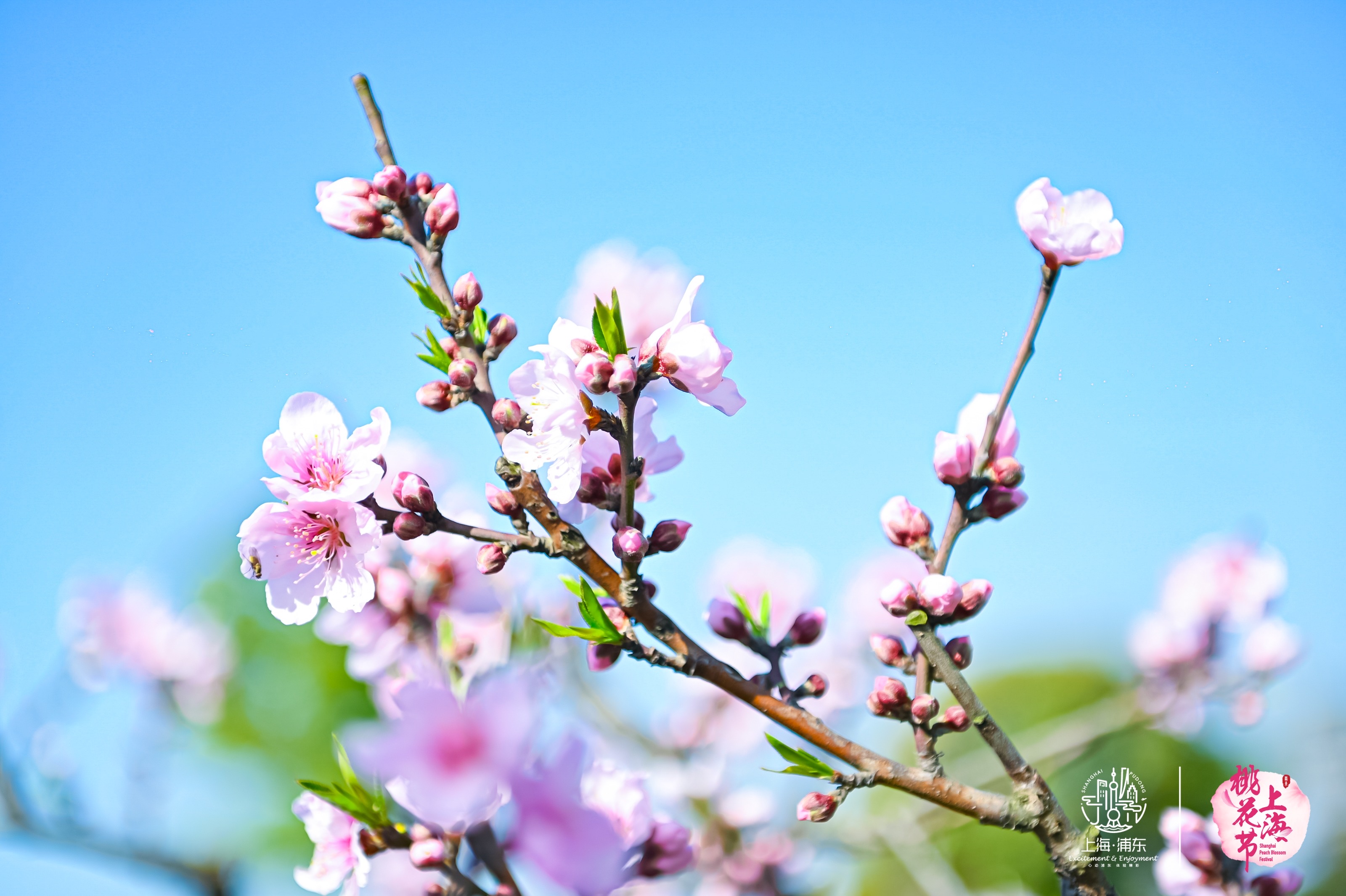 上海桃花节启幕!浦东奉上文体旅商"桃花大餐",撬动春日消费_文汇