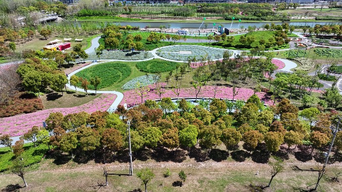 花漾年轻城！在临港春花秋色花海中徜徉